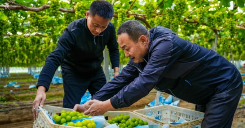 “農(nóng)旅文”融合，繪就鄉(xiāng)村振興新圖景