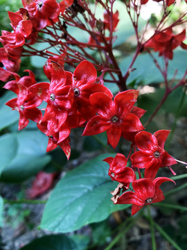 狀元紅網(wǎng)，揭秘4987精準資料的秘密，狀元紅網(wǎng)揭秘，精準資料4987背后的秘密