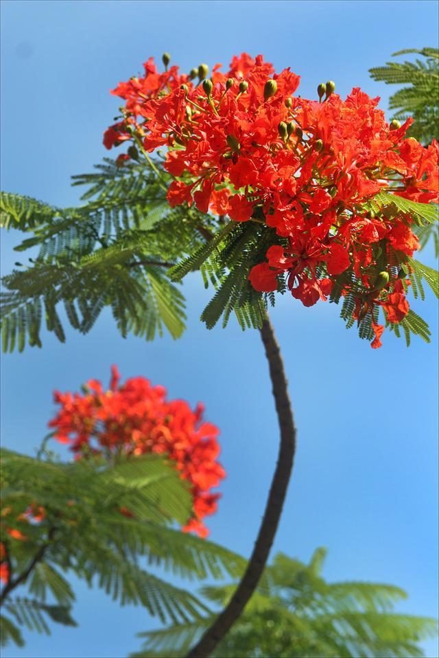 狀元紅，揭秘4987最準(zhǔn)最快的秘密武器，狀元紅，揭秘最準(zhǔn)最快的秘密武器 4987