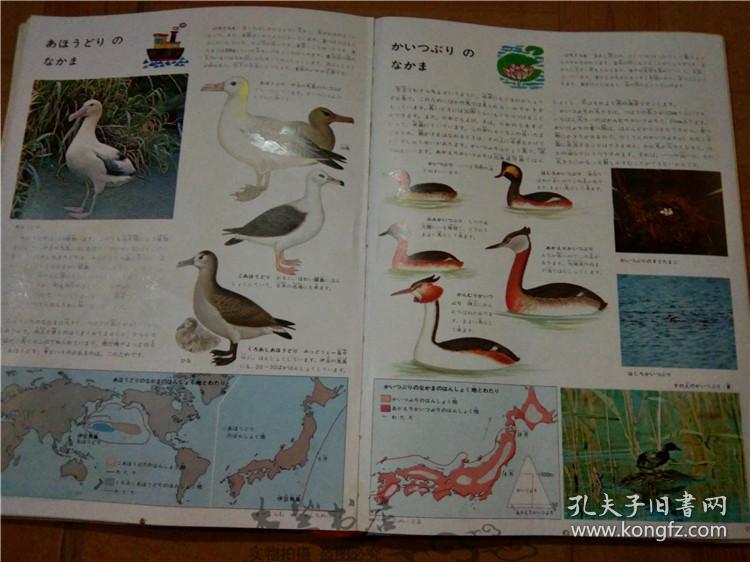 今日正版跑狗圖分享，探索7777788888跑狗圖的魅力，今日正版跑狗圖分享，探索魅力十足的777778跑狗圖