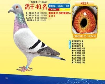 王中王四馬一肖，探尋背后的故事與奧秘，王中王四馬一肖，背后的故事與奧秘探尋