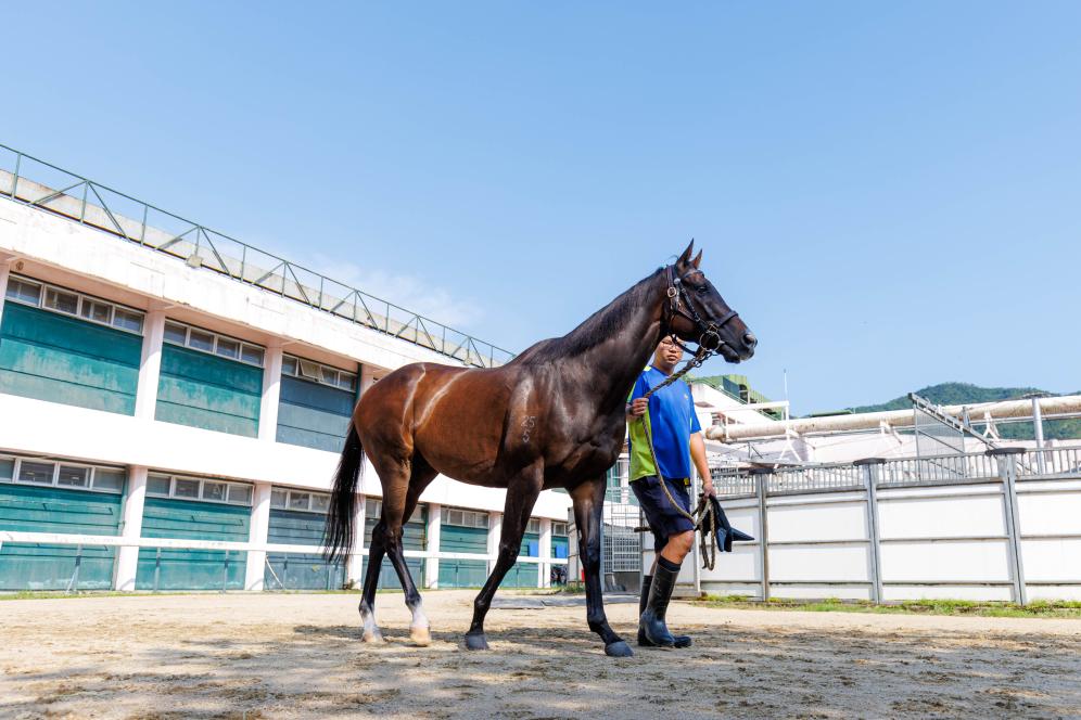 香港賽馬，77777與888888的傳奇故事，香港賽馬傳奇，77777與888888的賽場奇緣