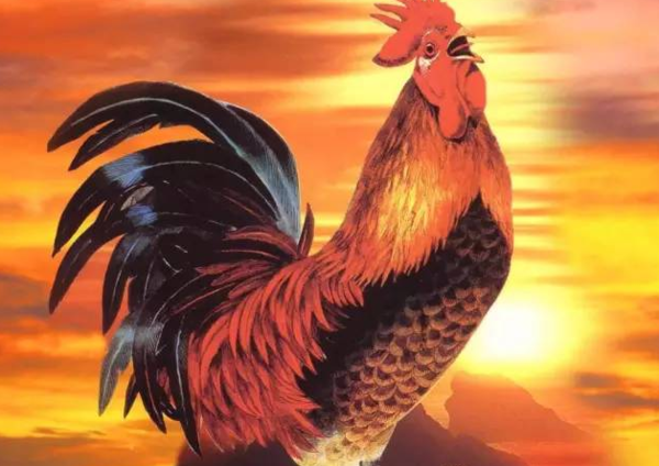 十二生肖王中王，揭秘生肖中的王者之王，揭秘十二生肖中的王者之王，生肖之王中的王中王