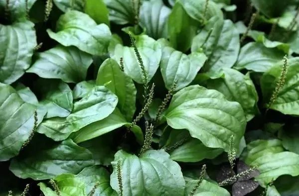 車前草的功效與作用，治療痛風的自然療法，車前草治療痛風，自然療法的功效與作用探索