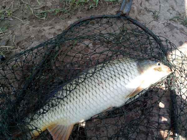 王中王中平碼一肖尾的秘密與SEO優(yōu)化策略探討，王中王中平碼一肖尾的秘密與SEO策略深度探討