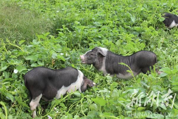 花豬王中王平特一肖，深度解析與SEO優(yōu)化策略，花豬王中王平特一肖，深度解析及SEO優(yōu)化策略探討