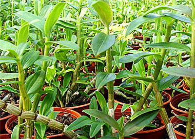 石斛價(jià)格，多少錢一斤？全面解析石斛價(jià)值，石斛價(jià)格與價(jià)值全面解析，多少錢一斤？