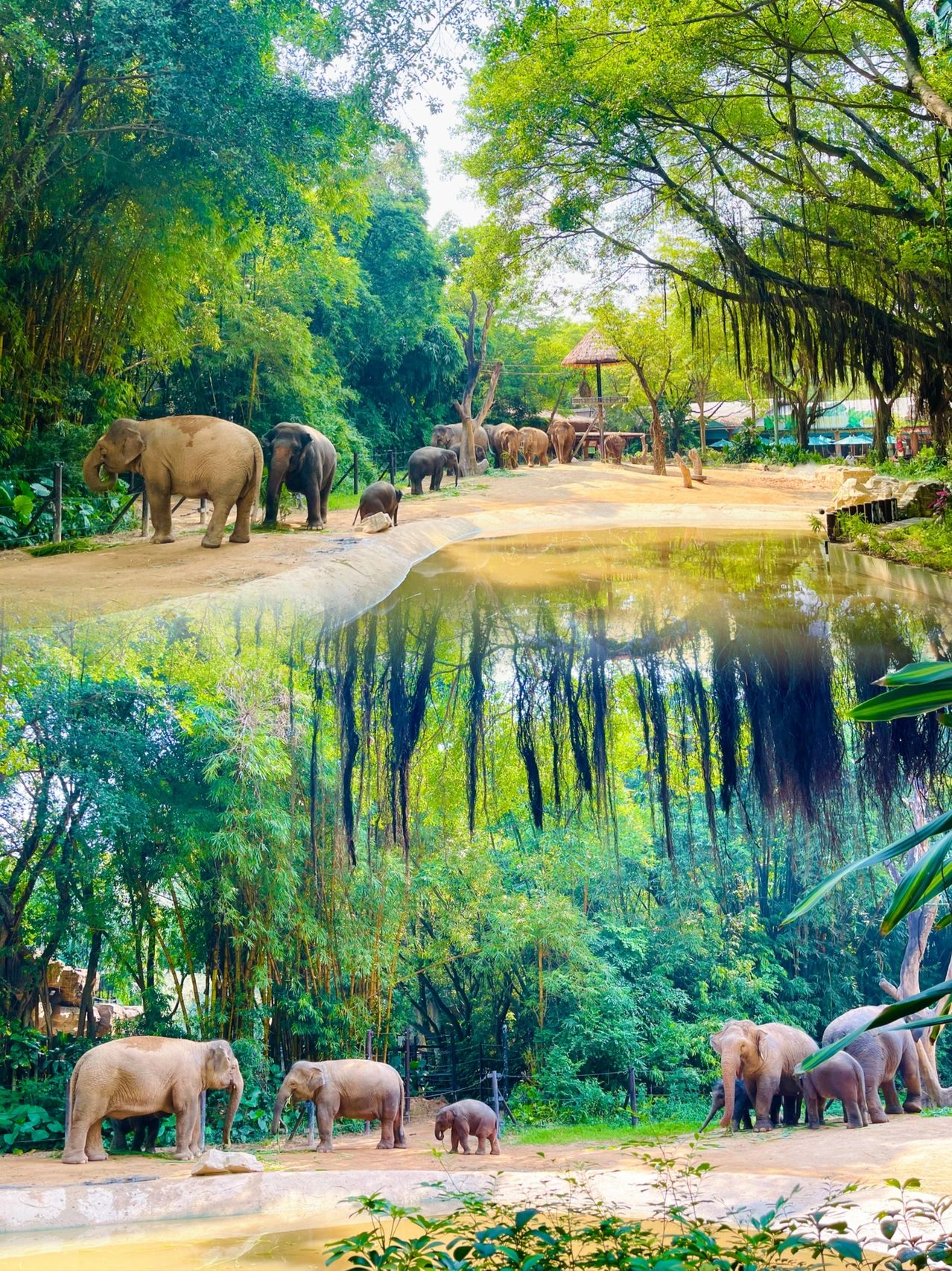 廣州長(zhǎng)隆動(dòng)物園，動(dòng)物王國(guó)的魅力之旅，廣州長(zhǎng)隆動(dòng)物園，動(dòng)物王國(guó)的魅力探秘之旅