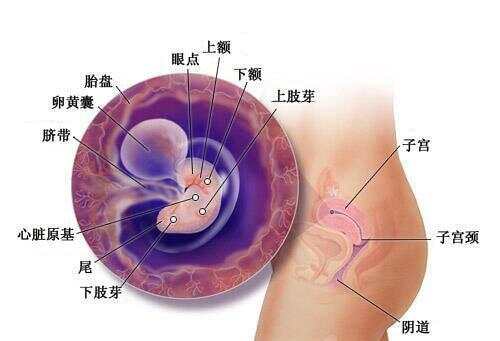 懷孕1-40周全過(guò)程圖，深入了解孕期之旅，孕期之旅，懷孕1-40周全過(guò)程圖解