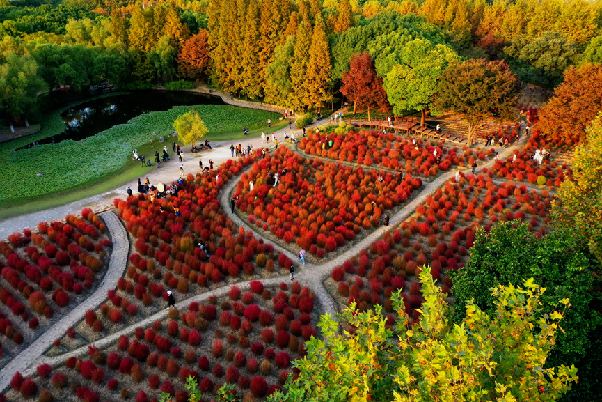上海世紀(jì)公園門票免費(fèi)，探索城市綠洲的絕佳去處，上海世紀(jì)公園，免費(fèi)探索城市綠洲的絕佳去處