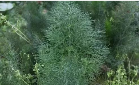 茴香菜，揭示其強(qiáng)大的功效與作用，茴香菜，揭示其驚人功效與強(qiáng)大作用